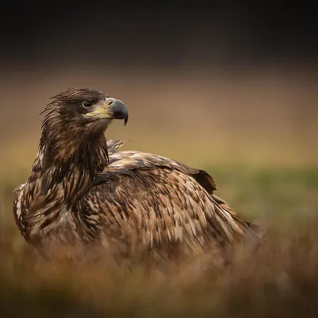 Lasko - Wildlife Phototherapy - 4 Luksusowe, Klimatyzowane Wille, Z Dostepem Do Oddalonego O 5 Min Spacerem Prywatnego Terenu Rekreacyjnego * Bierzwnik
