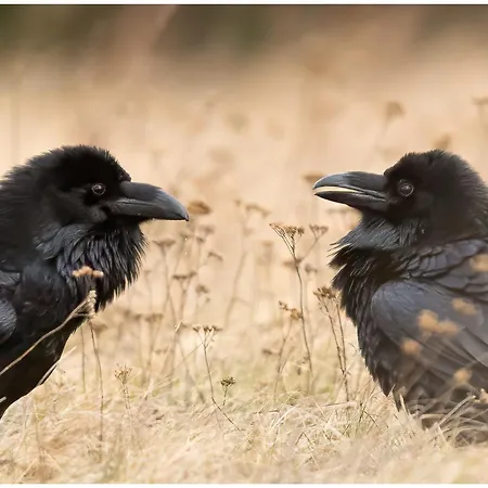 Lasko - Wildlife Phototherapy - 4 Luksusowe, Klimatyzowane Wille, Z Dostepem Do Oddalonego O 5 Min Spacerem Prywatnego Terenu Rekreacyjnego * Bierzwnik